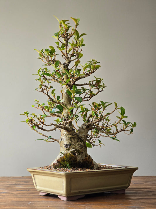 Advanced Ficus Rubiginosa (Port Jackson Fig) Lay-by Available