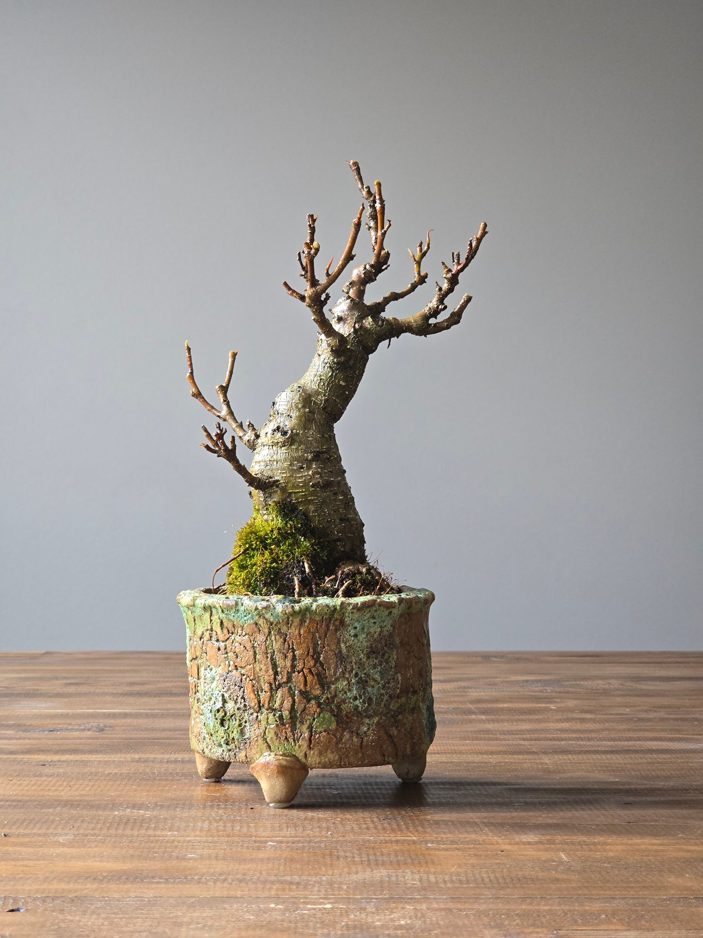 Ficus Rubiginosa (Port Jackson Fig)  Bonsai