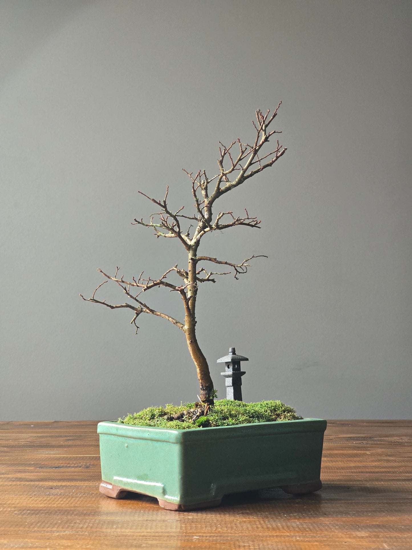 Chinese Elm Bonsai with handmade Japanese Lantern