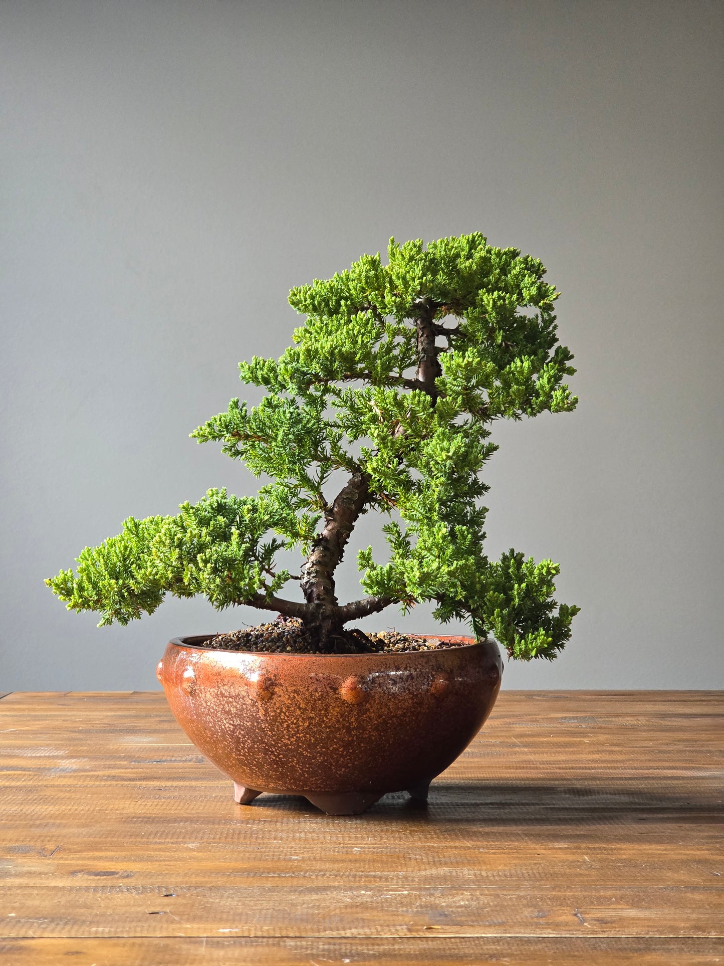 Large Juniper Bonsai (PICKUP ONLY)