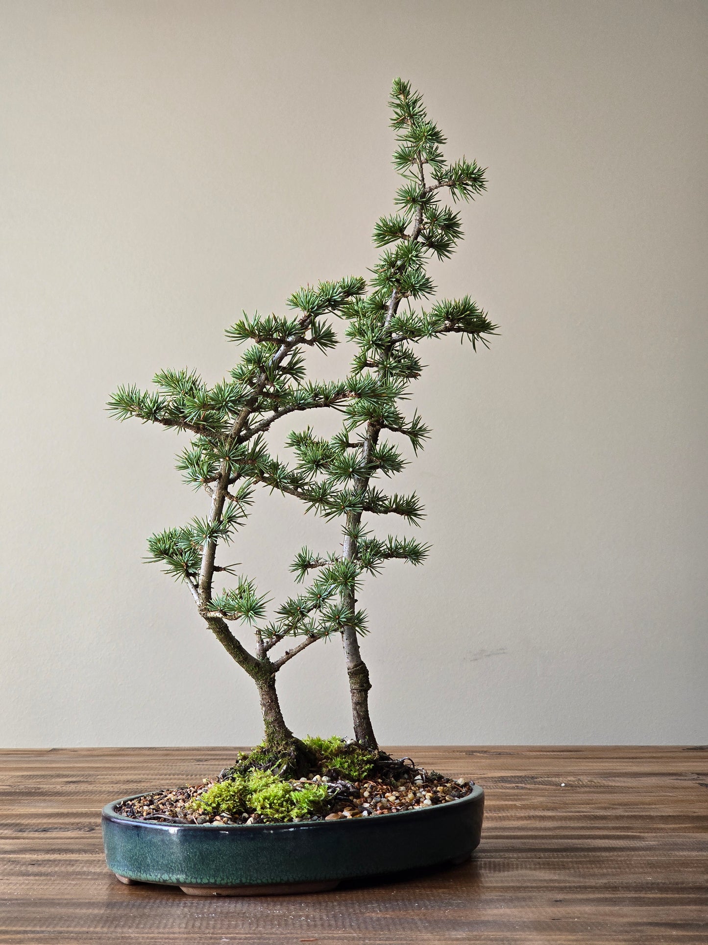 Cedar Bonsai, Cedrus Atlantica