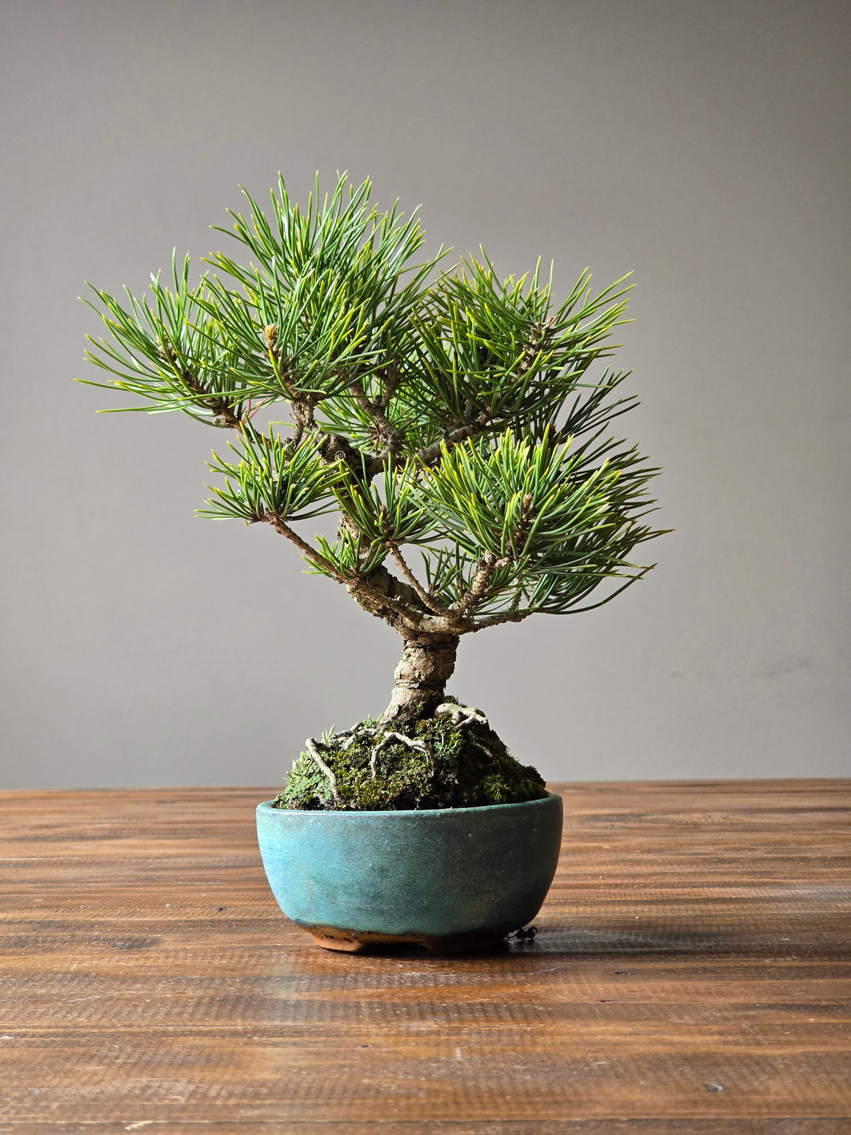 Shohin Japanese Black Pine, handmade pot