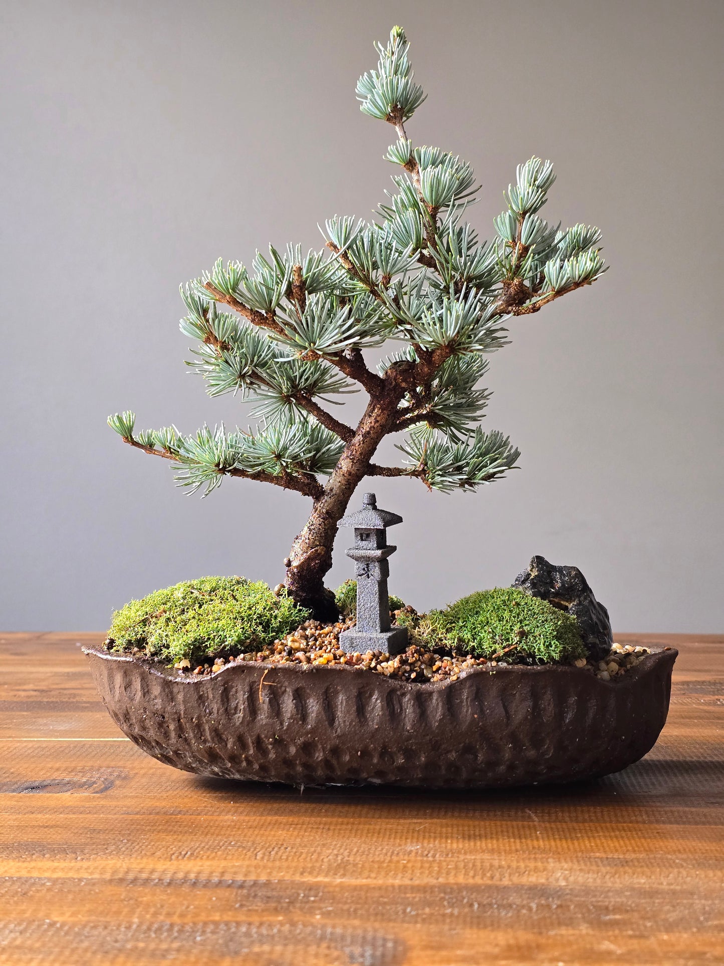 Atlantic Blue Cedar Bonsai