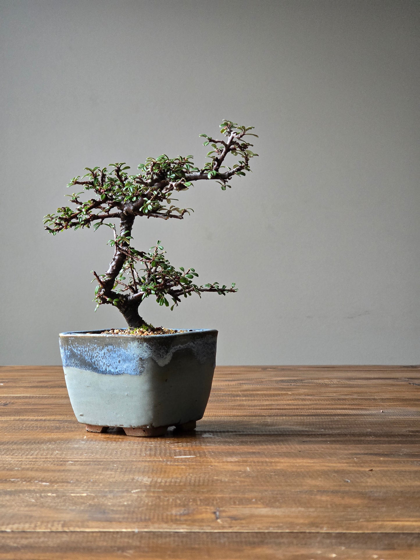Cotoneaster Bonsai with handmade pot