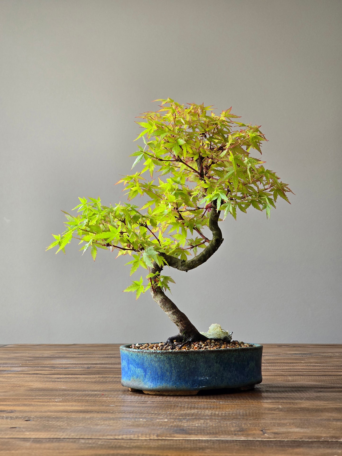 Coral Bark Japanese Maple with handmade pot