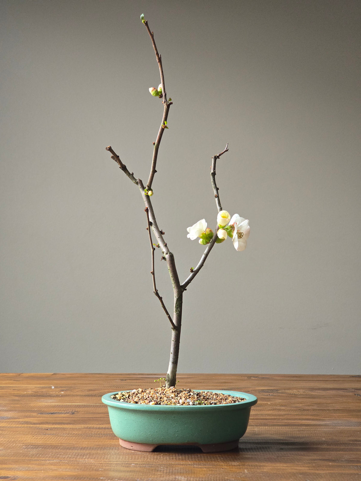 Quince Bonsai
