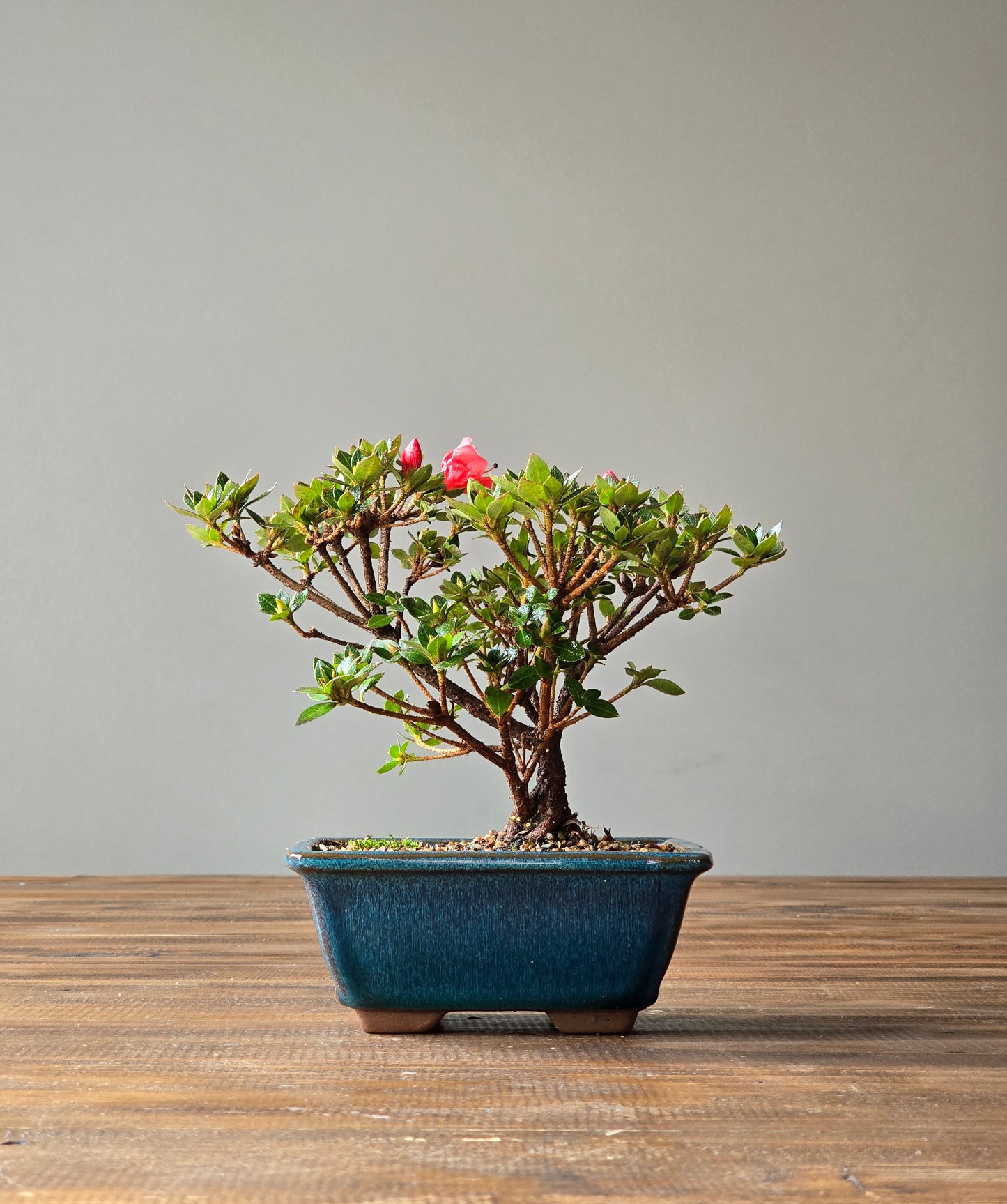 Kurume Azalea Bonsai