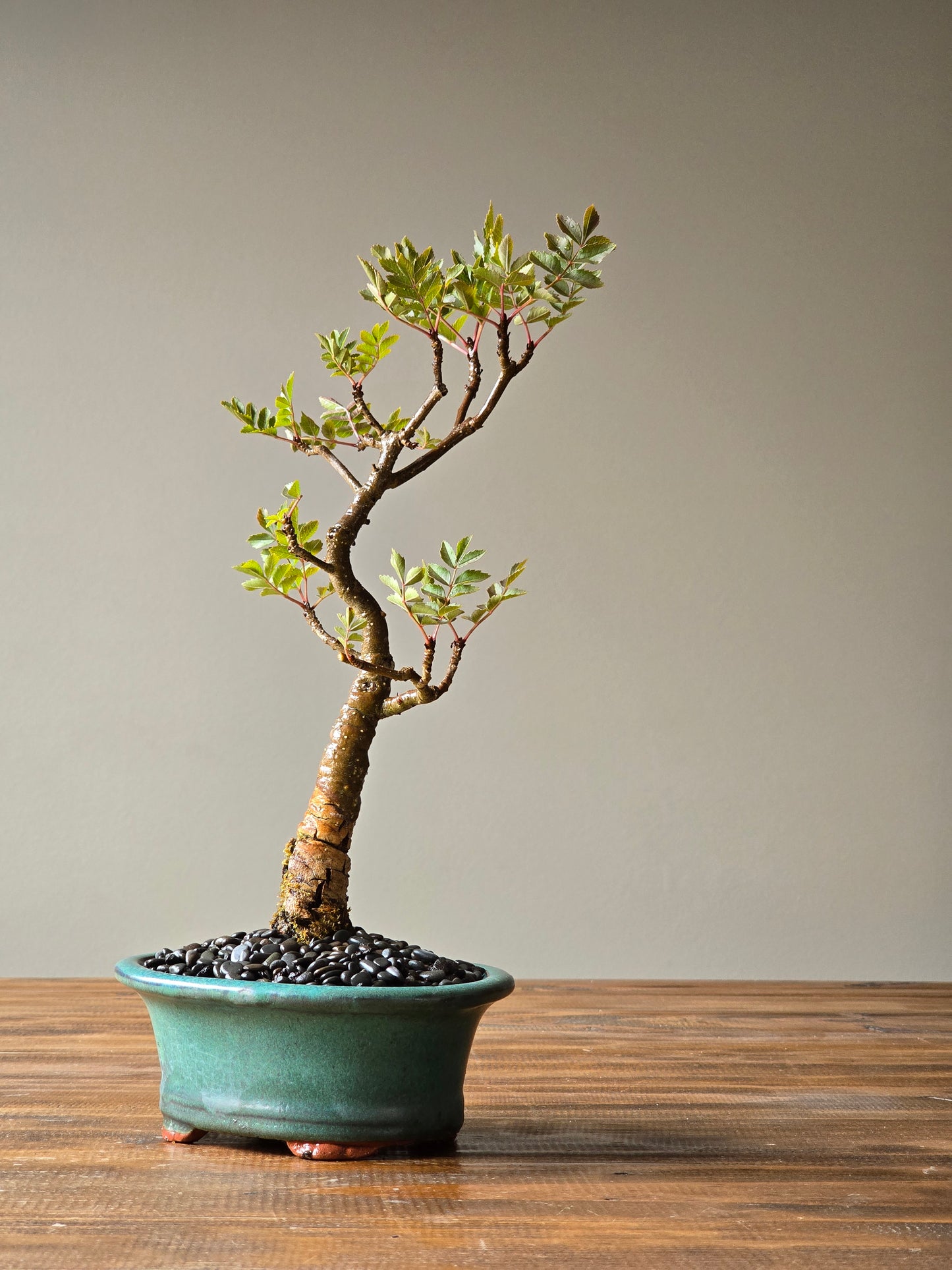 Desert Ash Bonsai