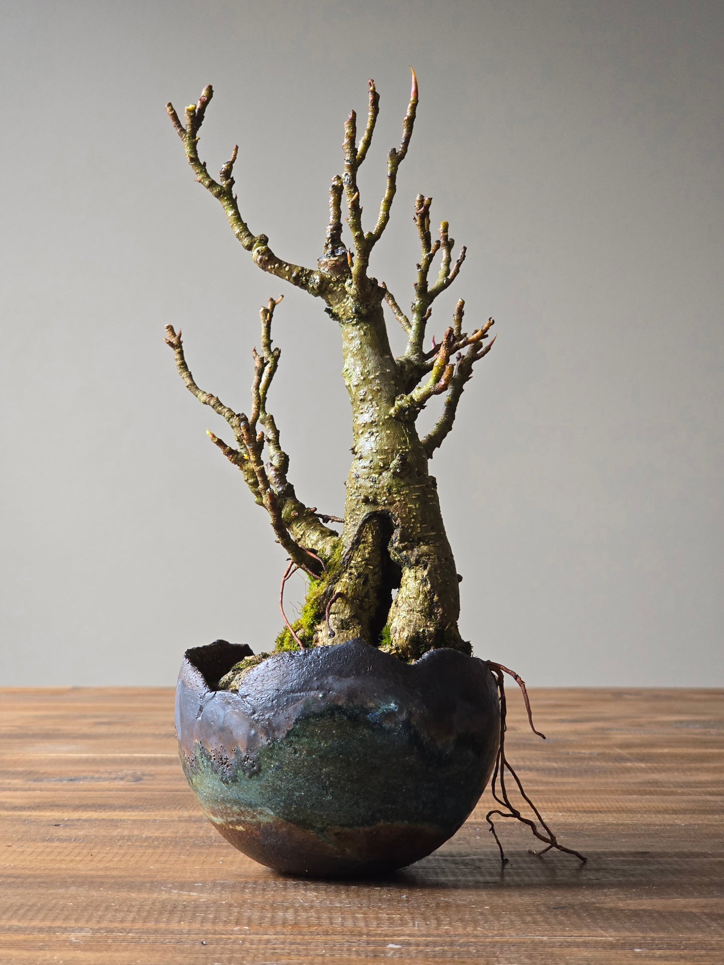 Advanced Ficus Rubiginosa (Port Jackson Fig) Bonsai in handmade pot