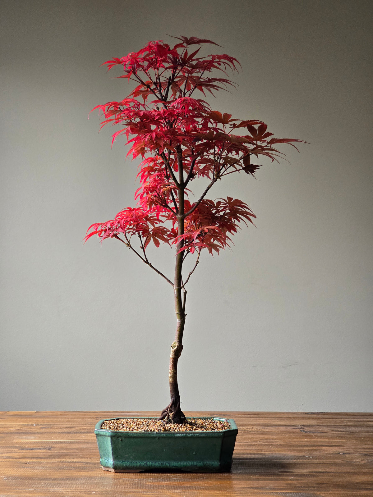 Skeeter's Broom Japanese Maple Bonsai