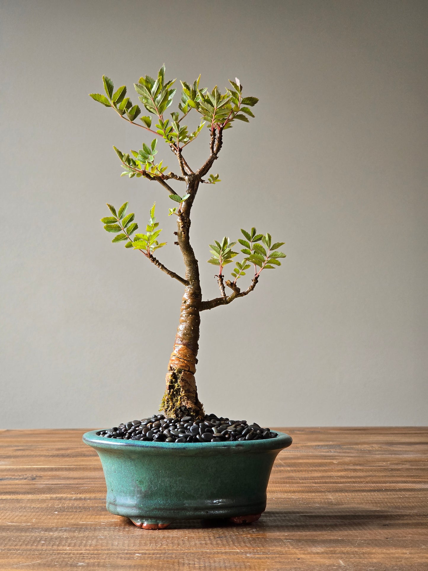 Desert Ash Bonsai