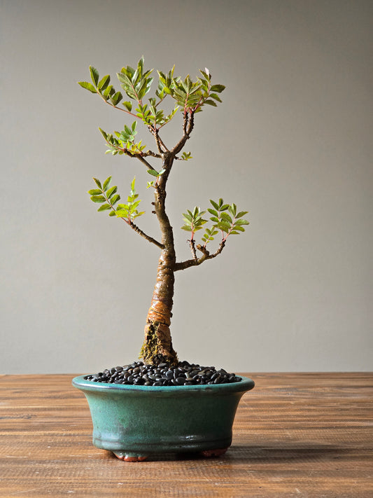 Desert Ash Bonsai
