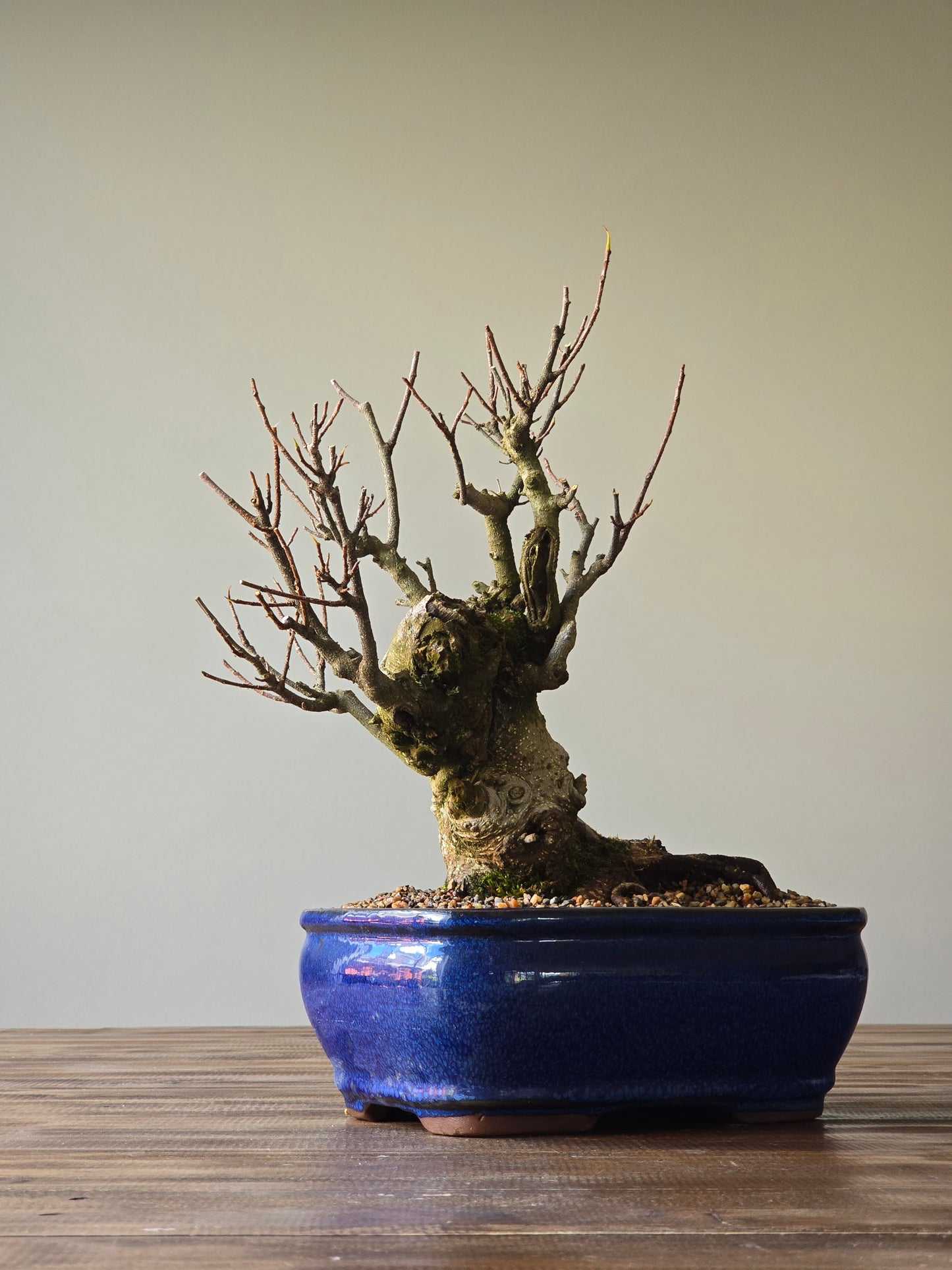 Advanced Tiger Bark Ficus (Rare)