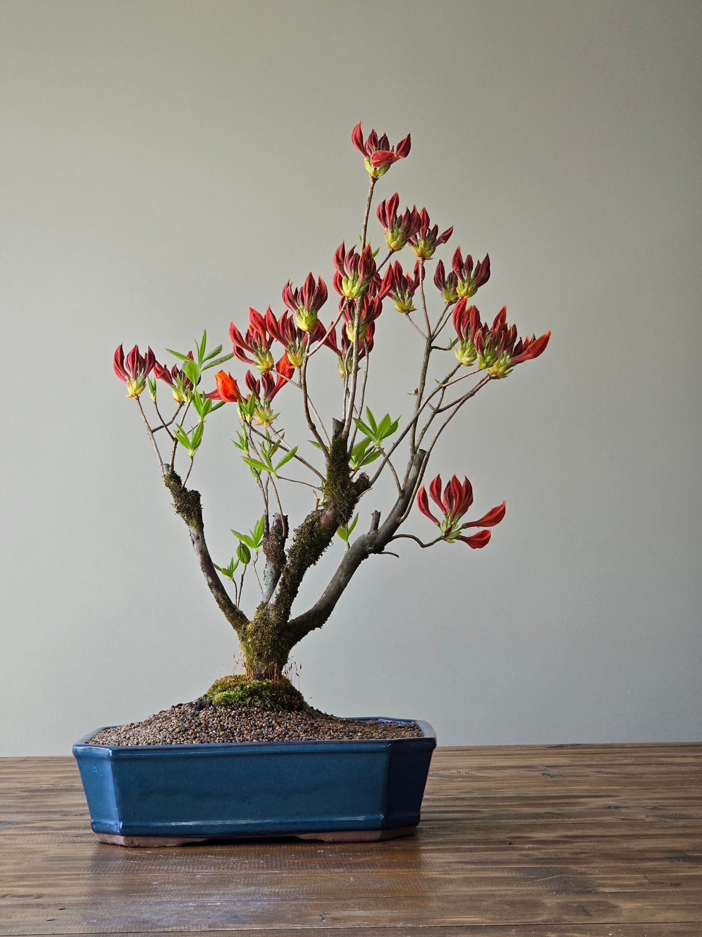 Large Azalea "GoldenEagle" (Pickup Only)