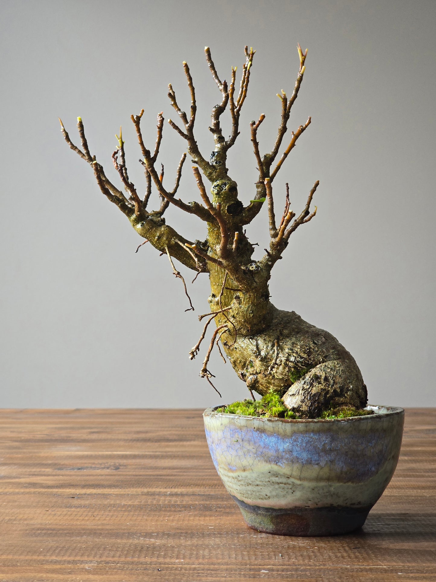 Advanced Ficus Rubiginosa (Port Jackson Fig) Bonsai in handmade pot