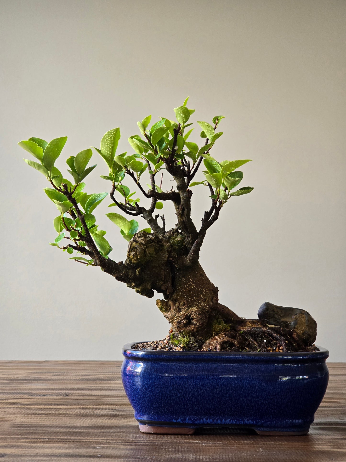 Advanced Tiger Bark Ficus (Rare)
