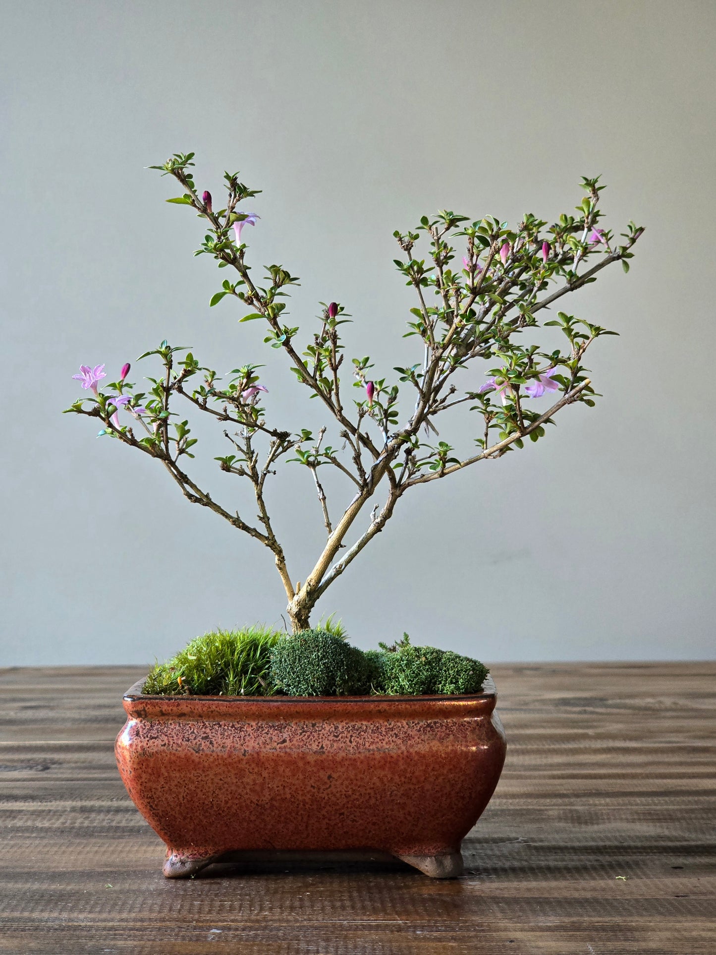 Serissa Bonsai