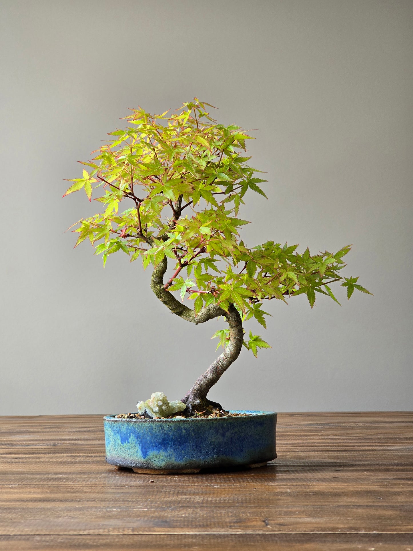 Coral Bark Japanese Maple with handmade pot