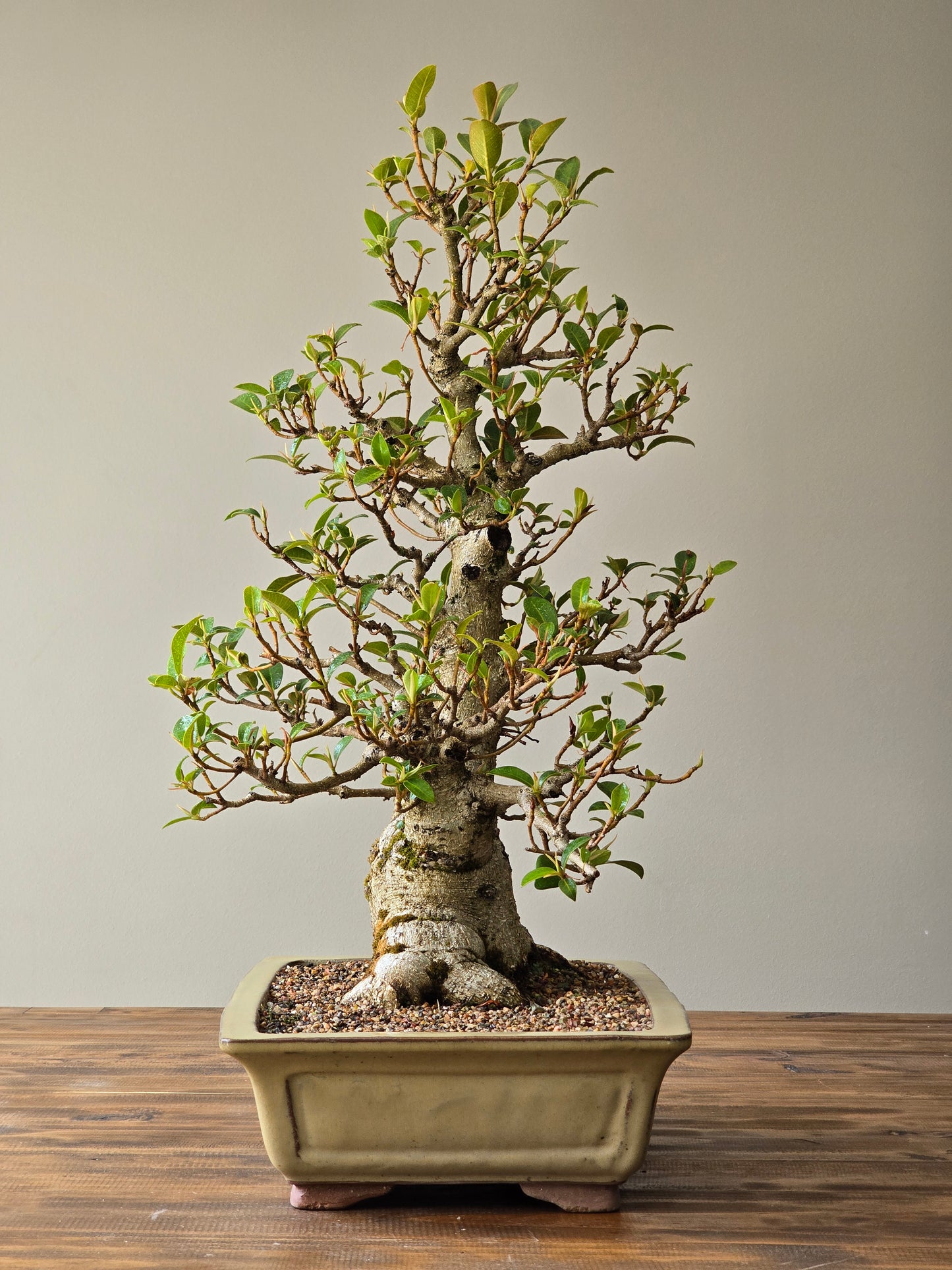 Advanced Ficus Rubiginosa (Port Jackson Fig) Lay-by Available