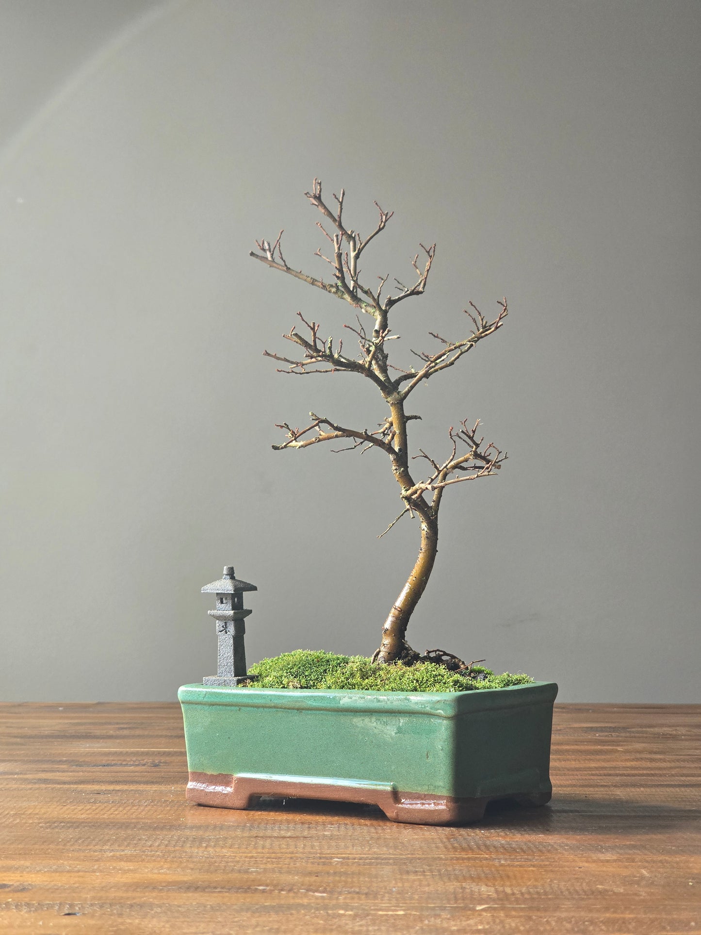 Chinese Elm Bonsai with handmade Japanese Lantern