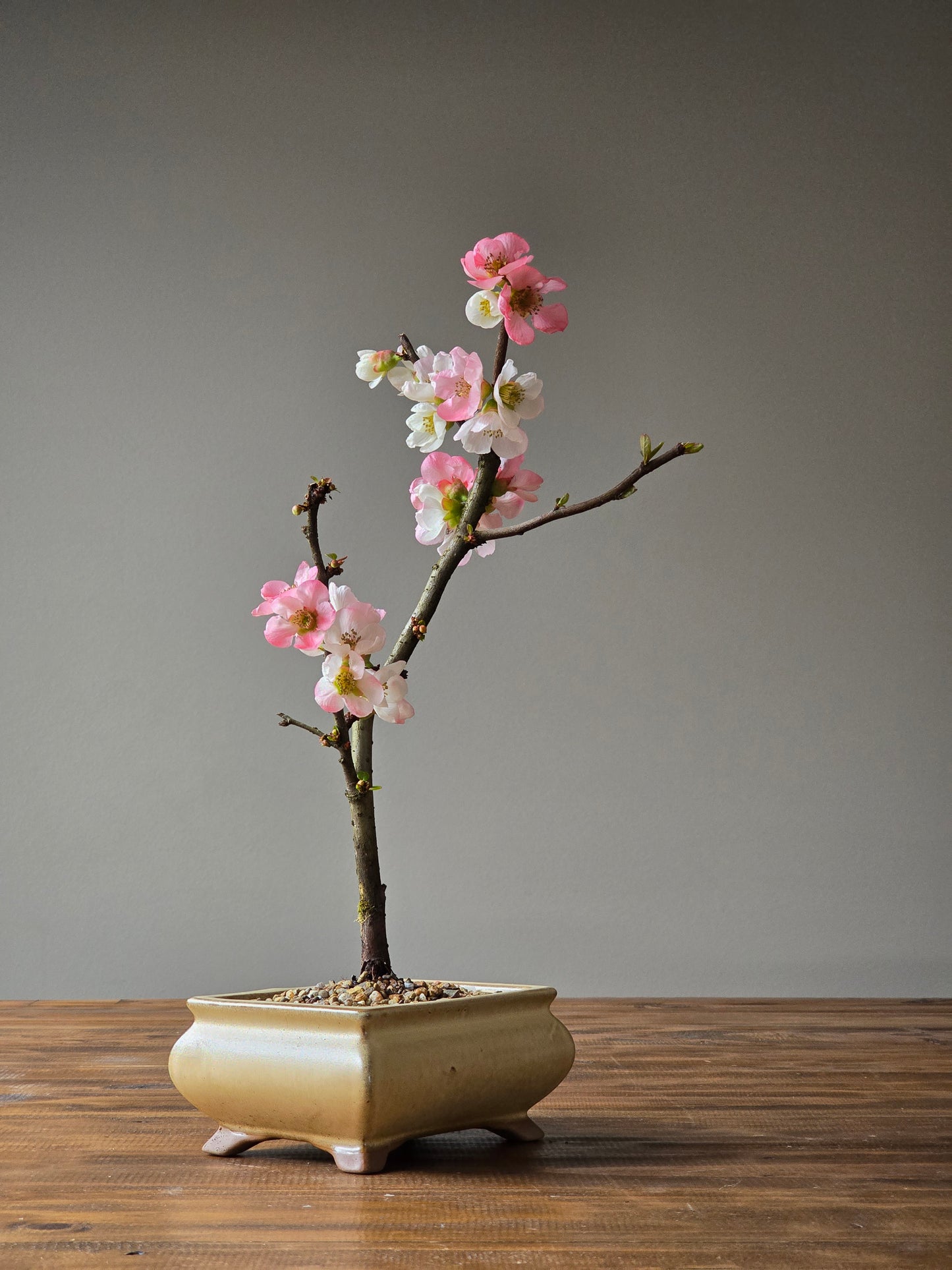 Quince Bonsai