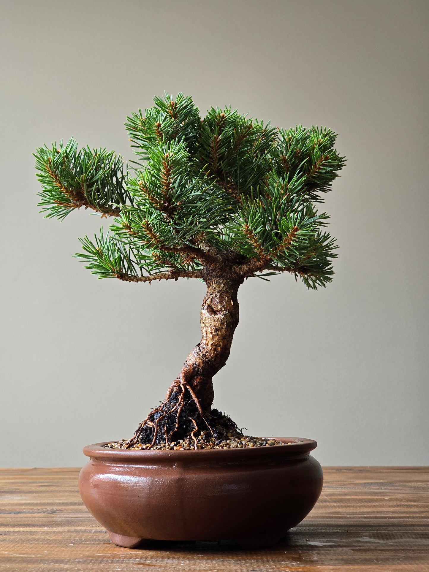 Pinus Sylvestris Saxatilis Bonsai