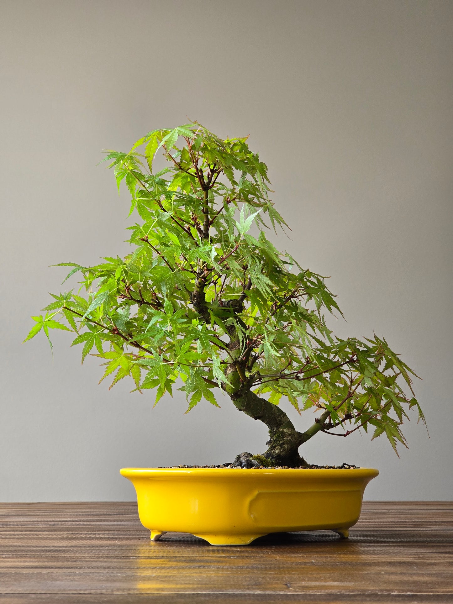 Advanced Japanese Maple Bonsai, Yellow Pot (Lay-by Available)