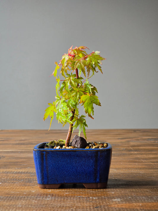 Mame Coral Bark Japanese Maple