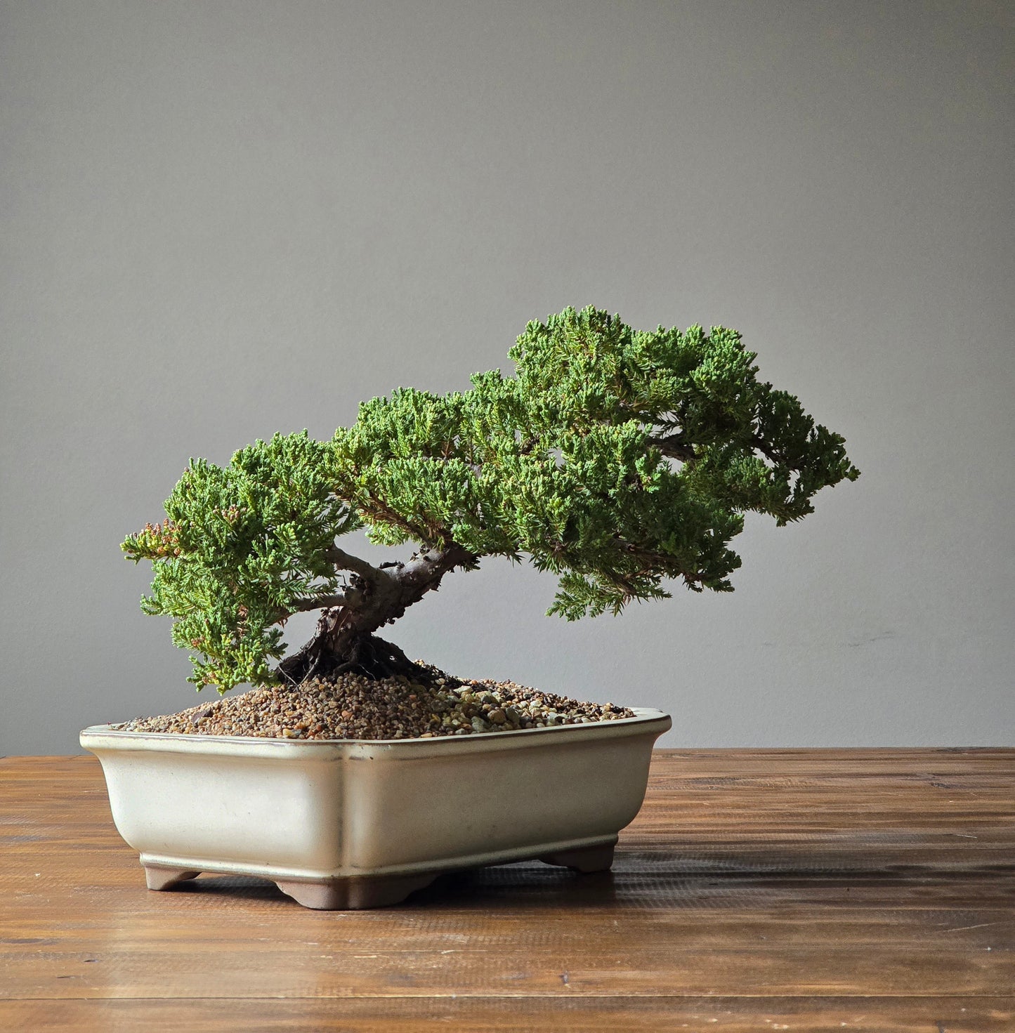 Semi Cascade Large Juniper Bonsai