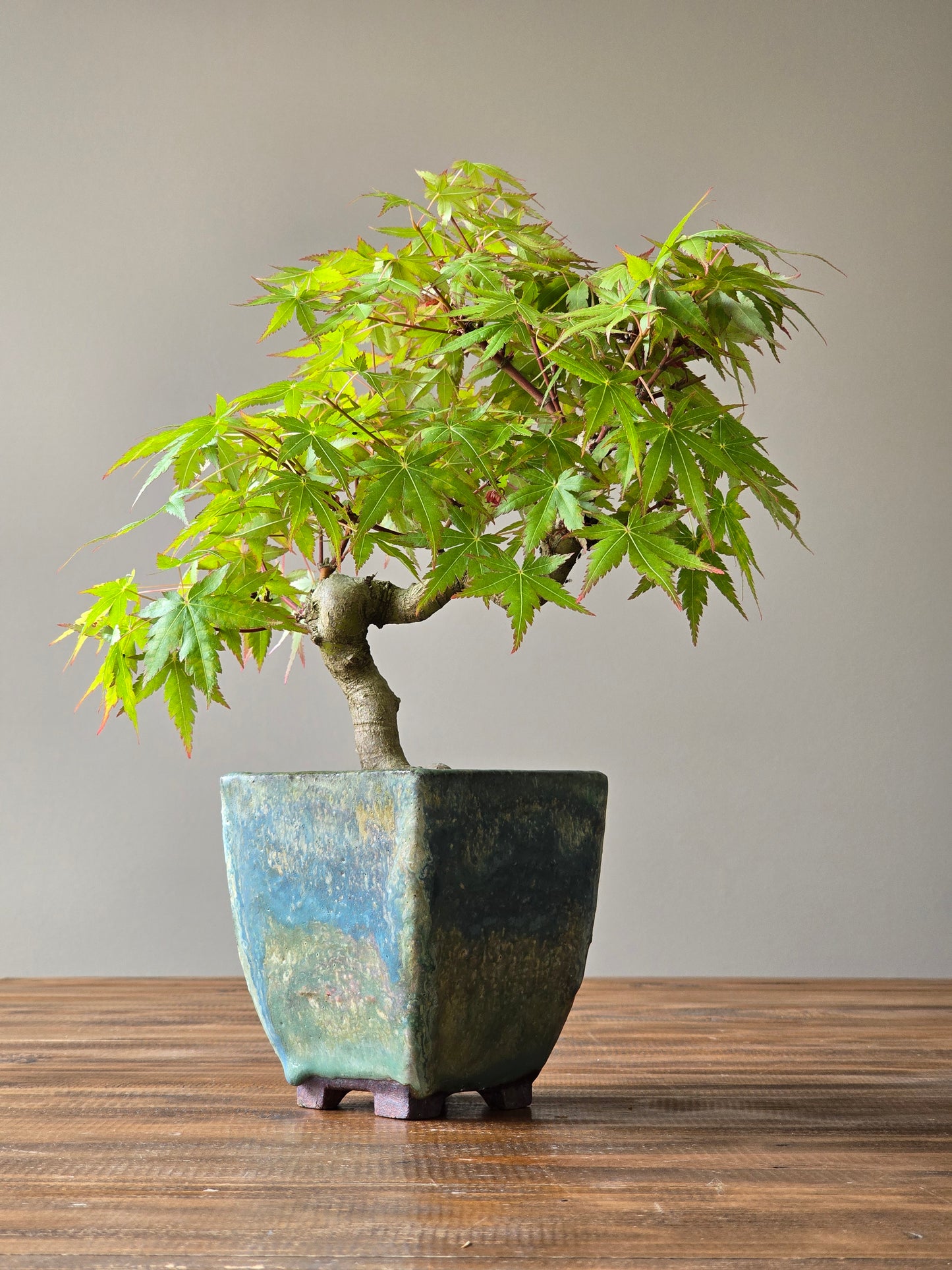 Semi Cascade Coral Bark Japanese Maple with handmade pot