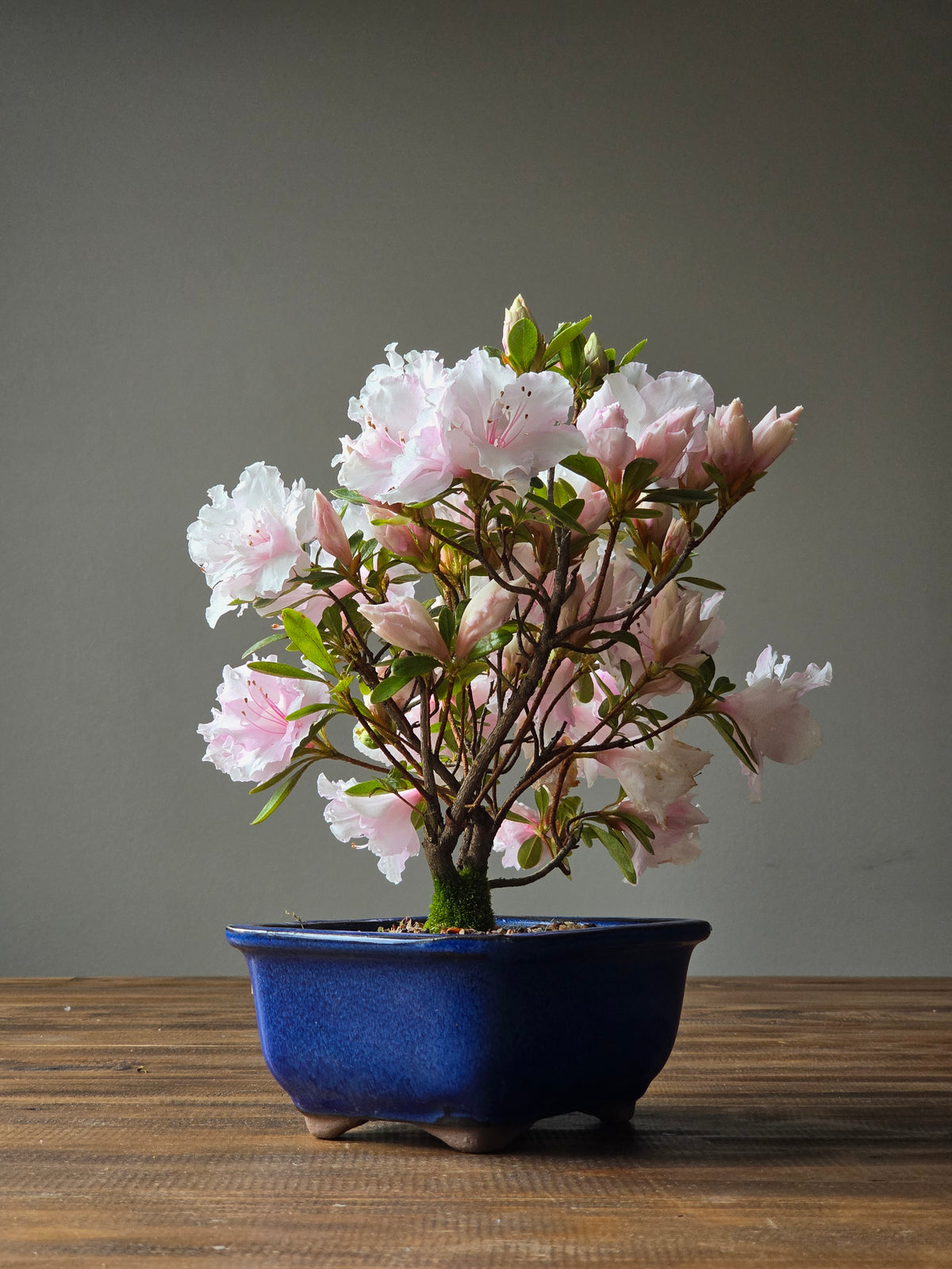 Azalea Bonsai