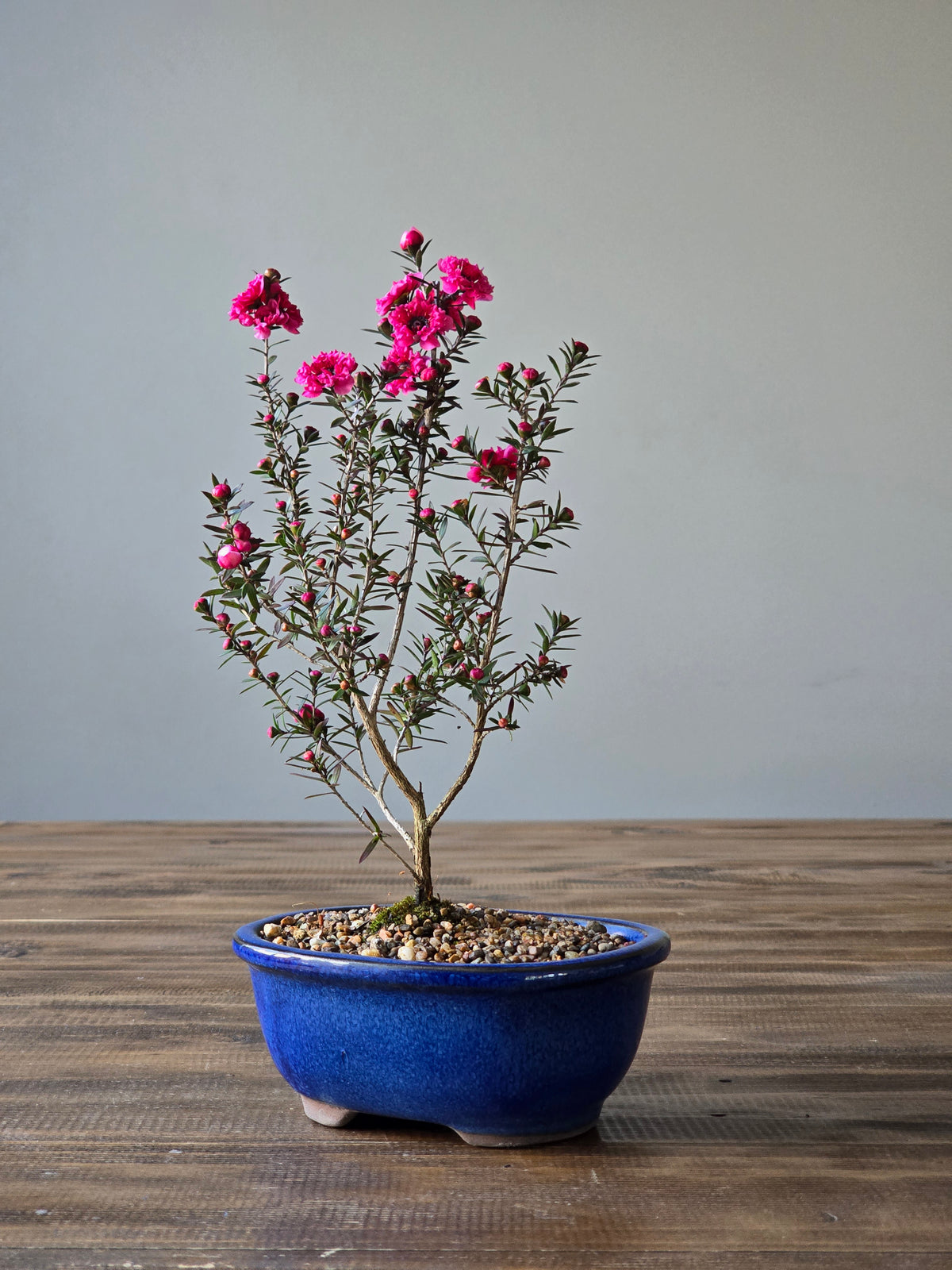 Tea Tree- Burgundy Queen