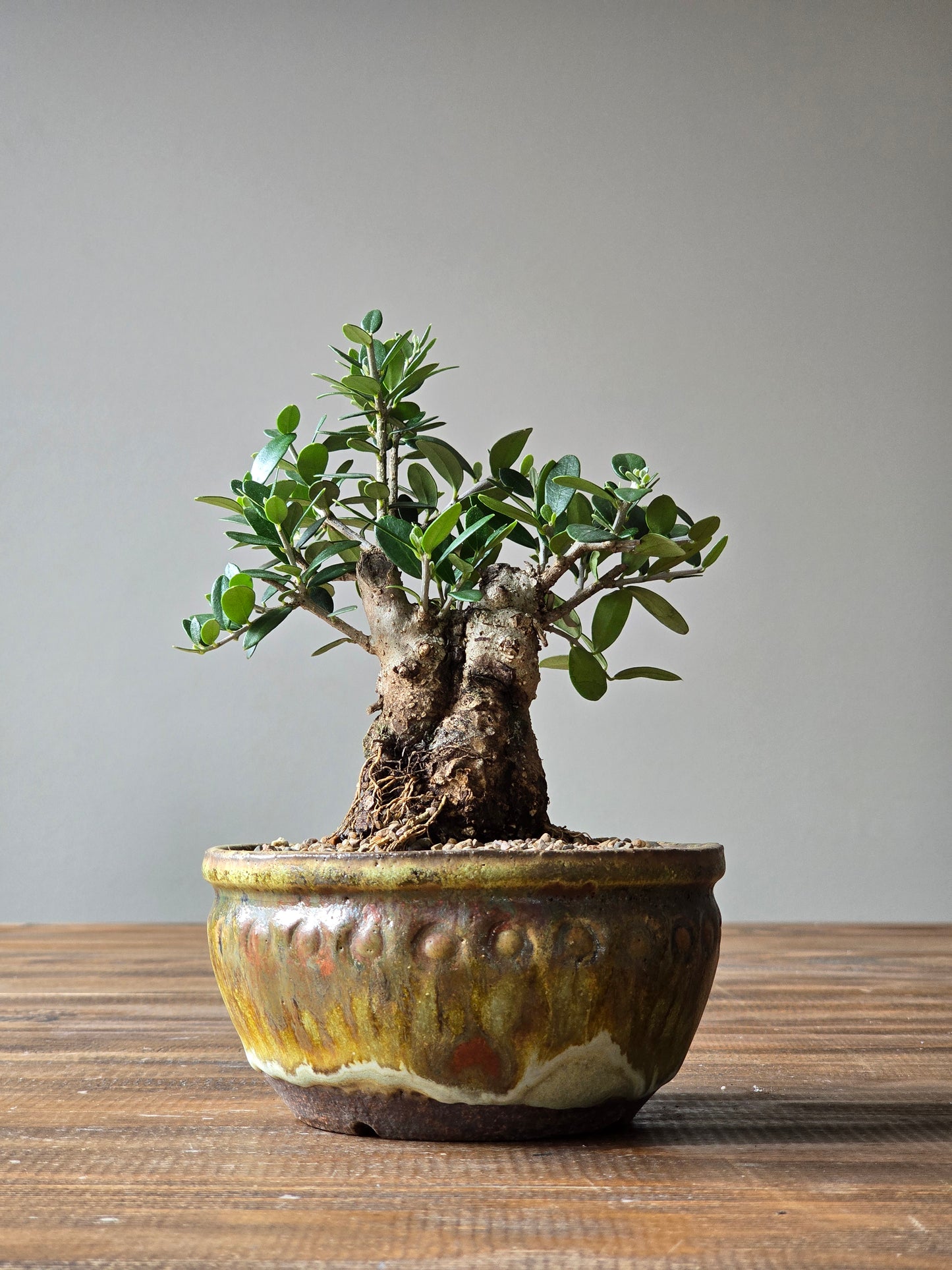 Olive Bonsai in Handmade Pot