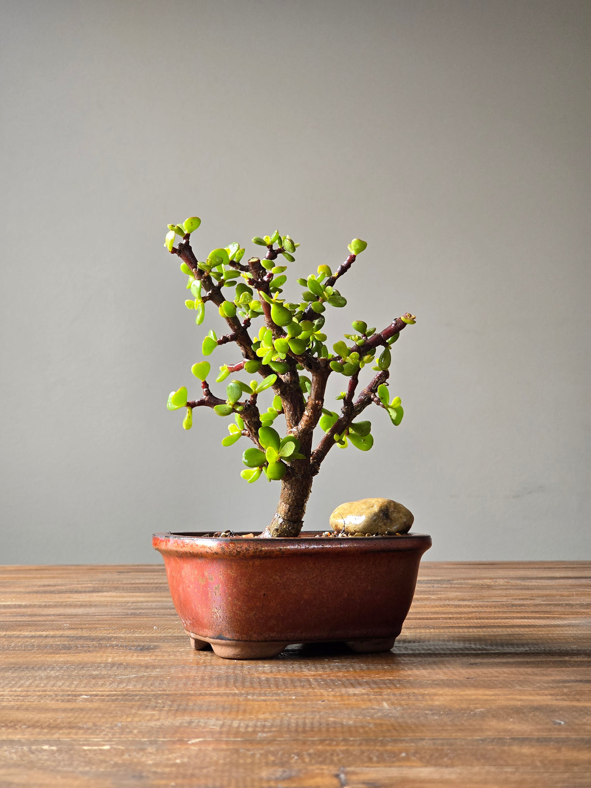 Jade Money Plant Bonsai