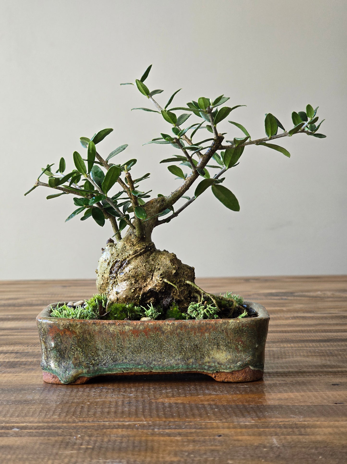 Olive Bonsai in Handmade Pot