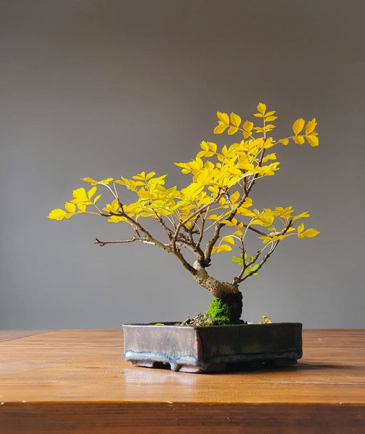Desert Ash Bonsai, handmade pot