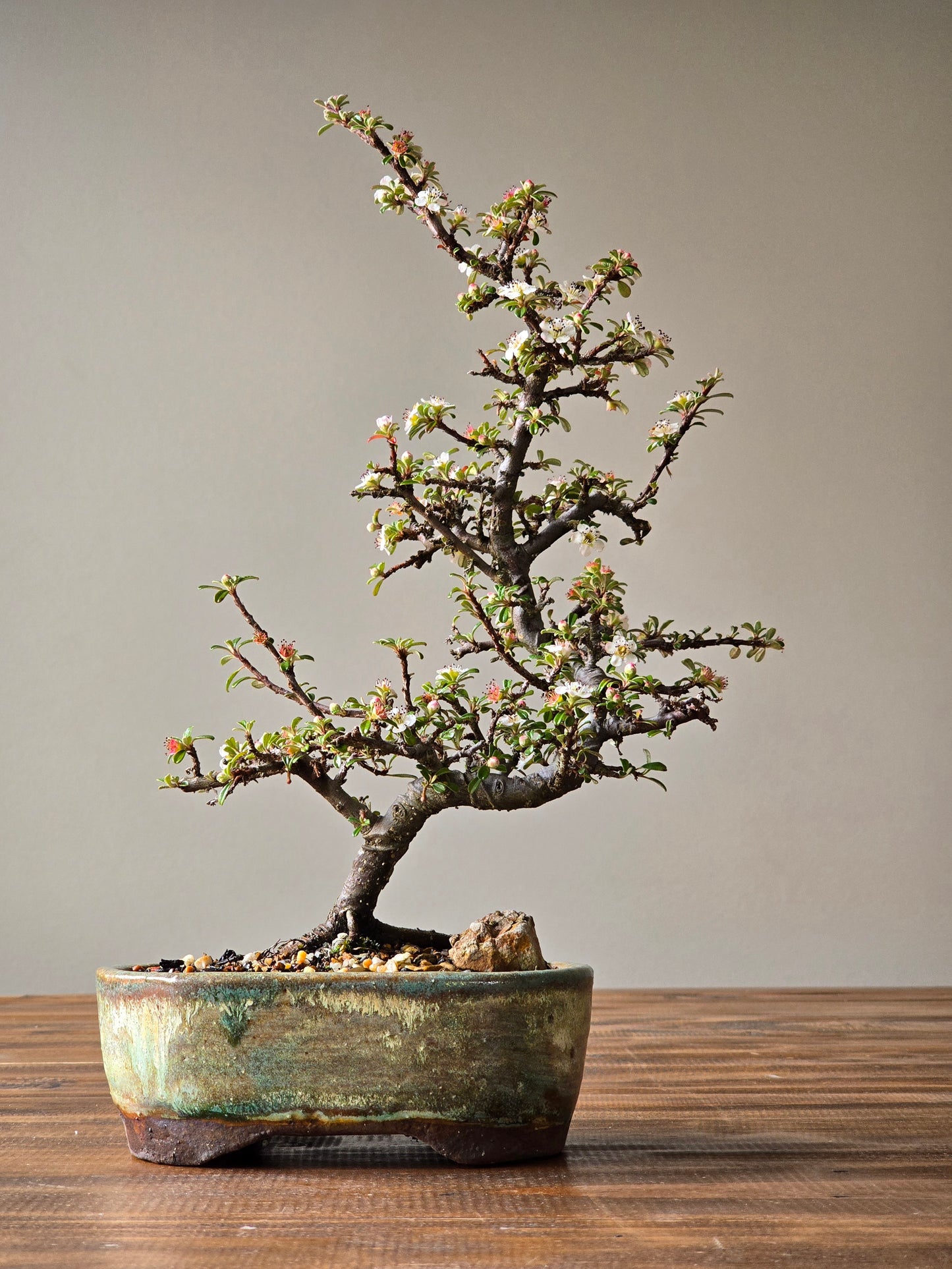 Cotoneaster Bonsai with Handmade pot
