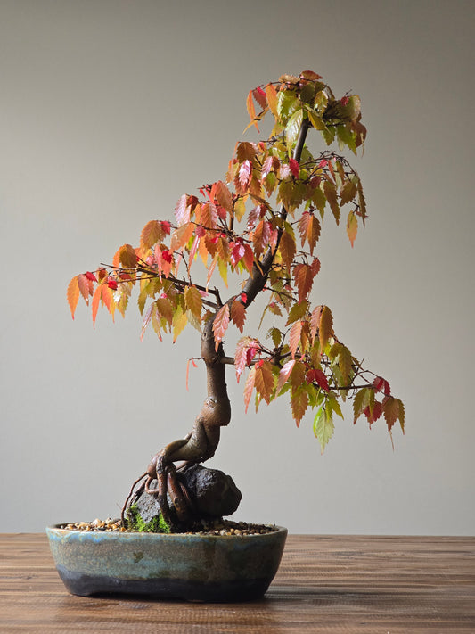 Root-Over-Rock Japanese Elm Bonsai, handmade pot