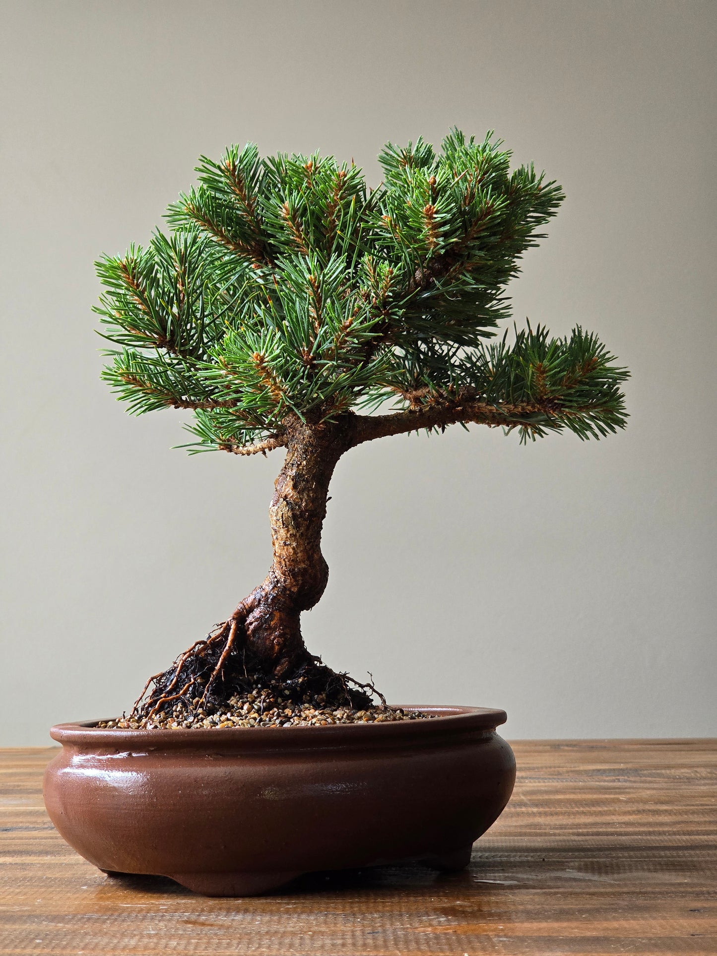 Pinus Sylvestris Saxatilis Bonsai