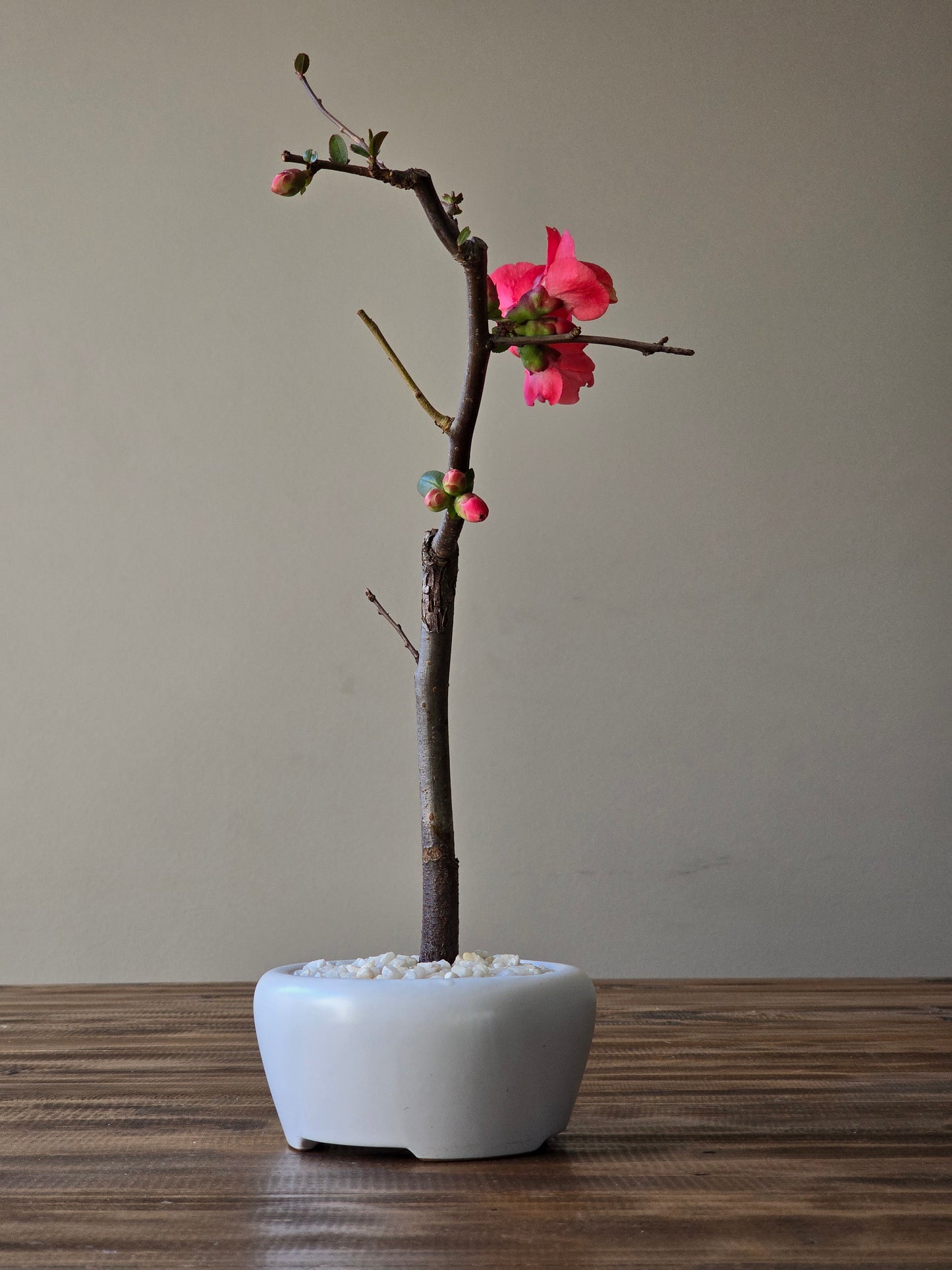 Quince Bonsai Starter