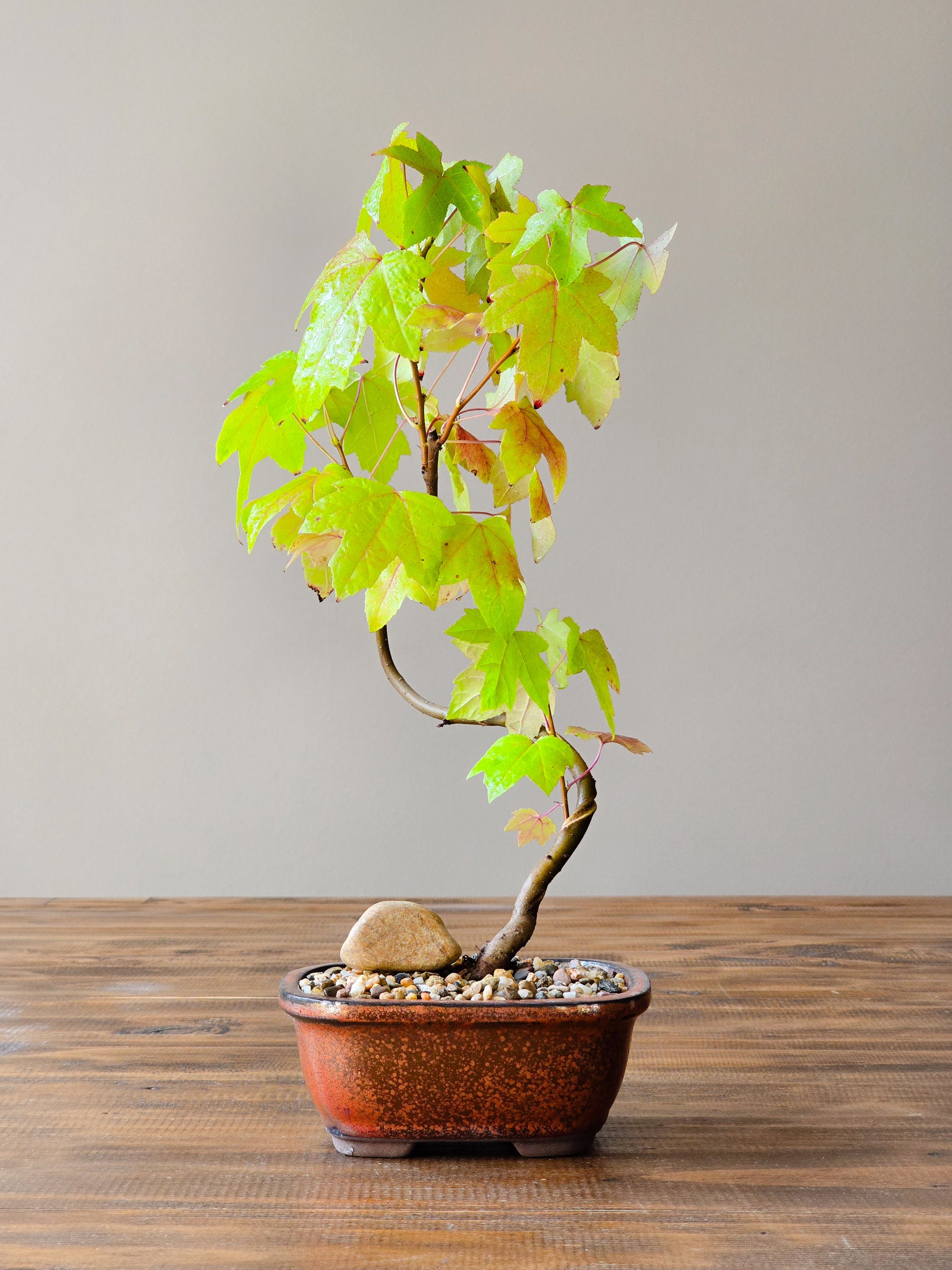 australian gum tree bonsai American Sweetgum Bonsai – B for Bonsai