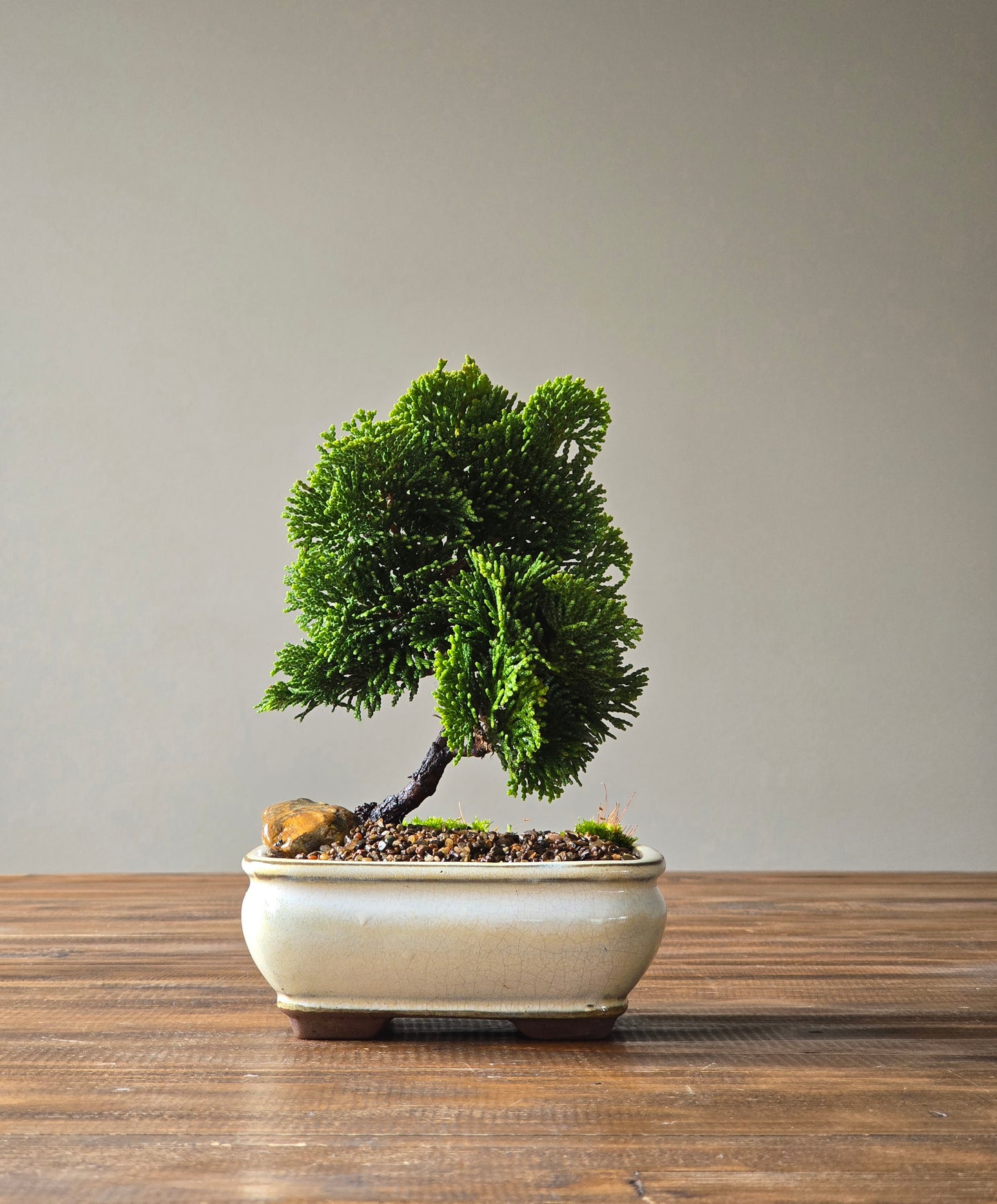 Hinoki Cypress Bonsai