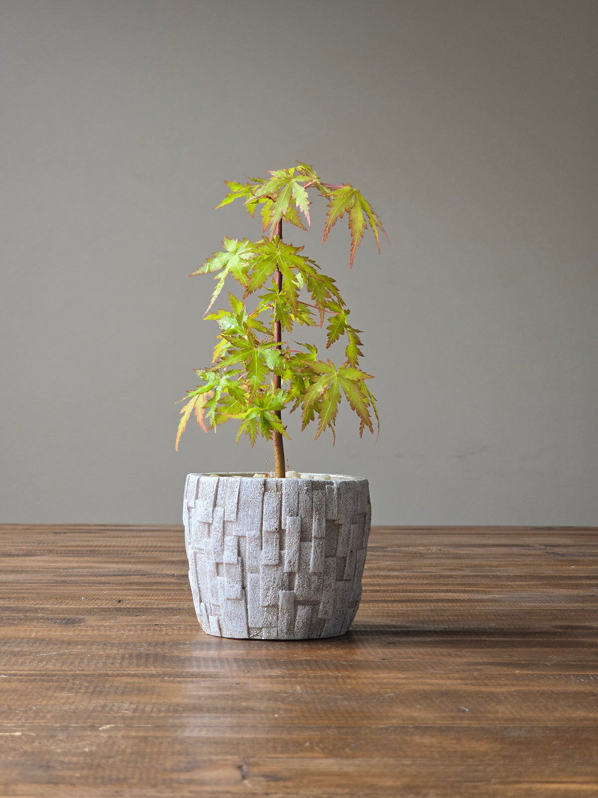 Japanese Maple Bonsai Starter