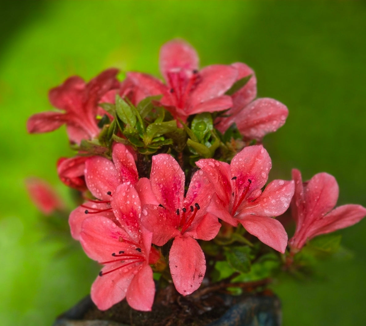 Kurume Azalea Bonsai