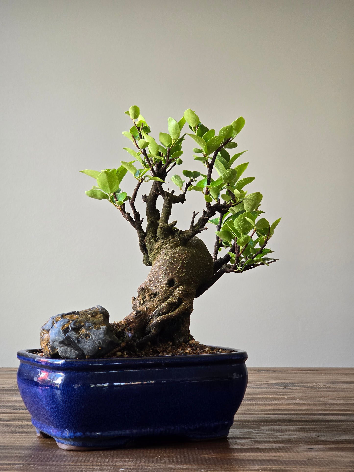 Advanced Tiger Bark Ficus (Rare)