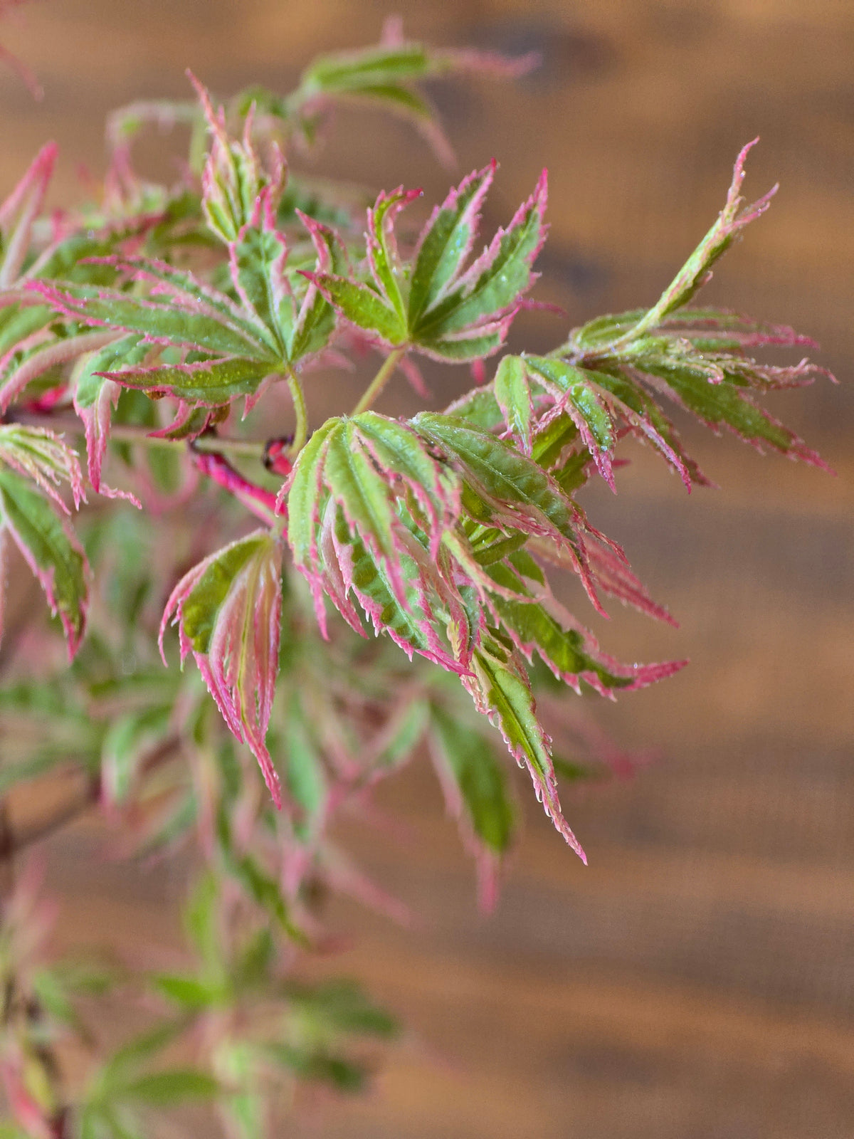 Butterfly Japanese Maple with handmade pot