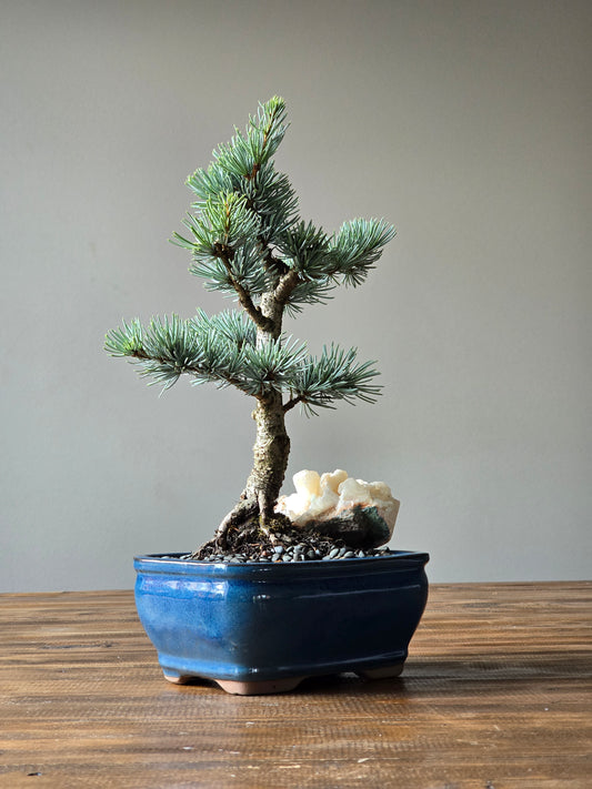 Atlantic Blue Cedar Bonsai