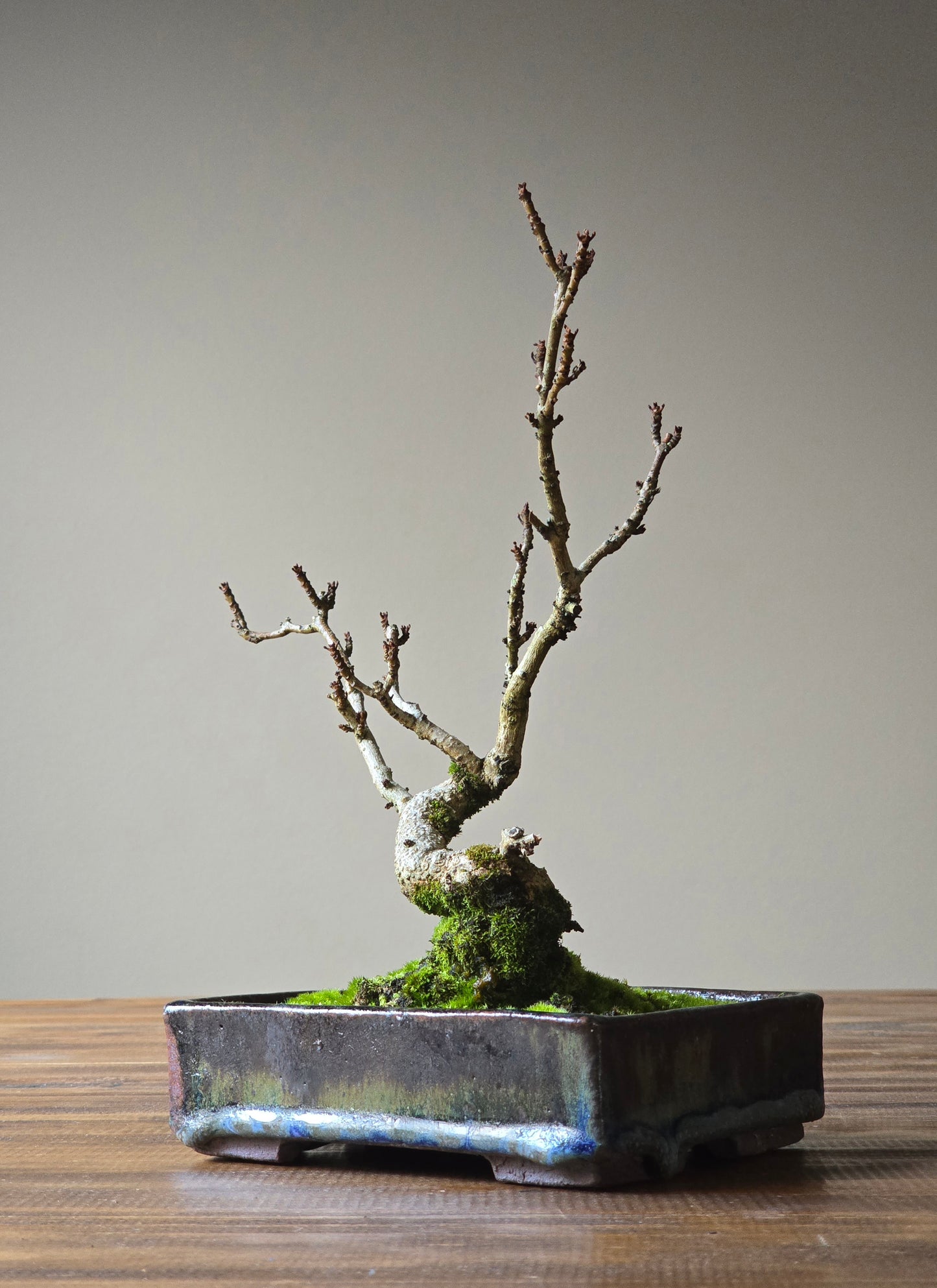 Desert Ash Bonsai, handmade pot