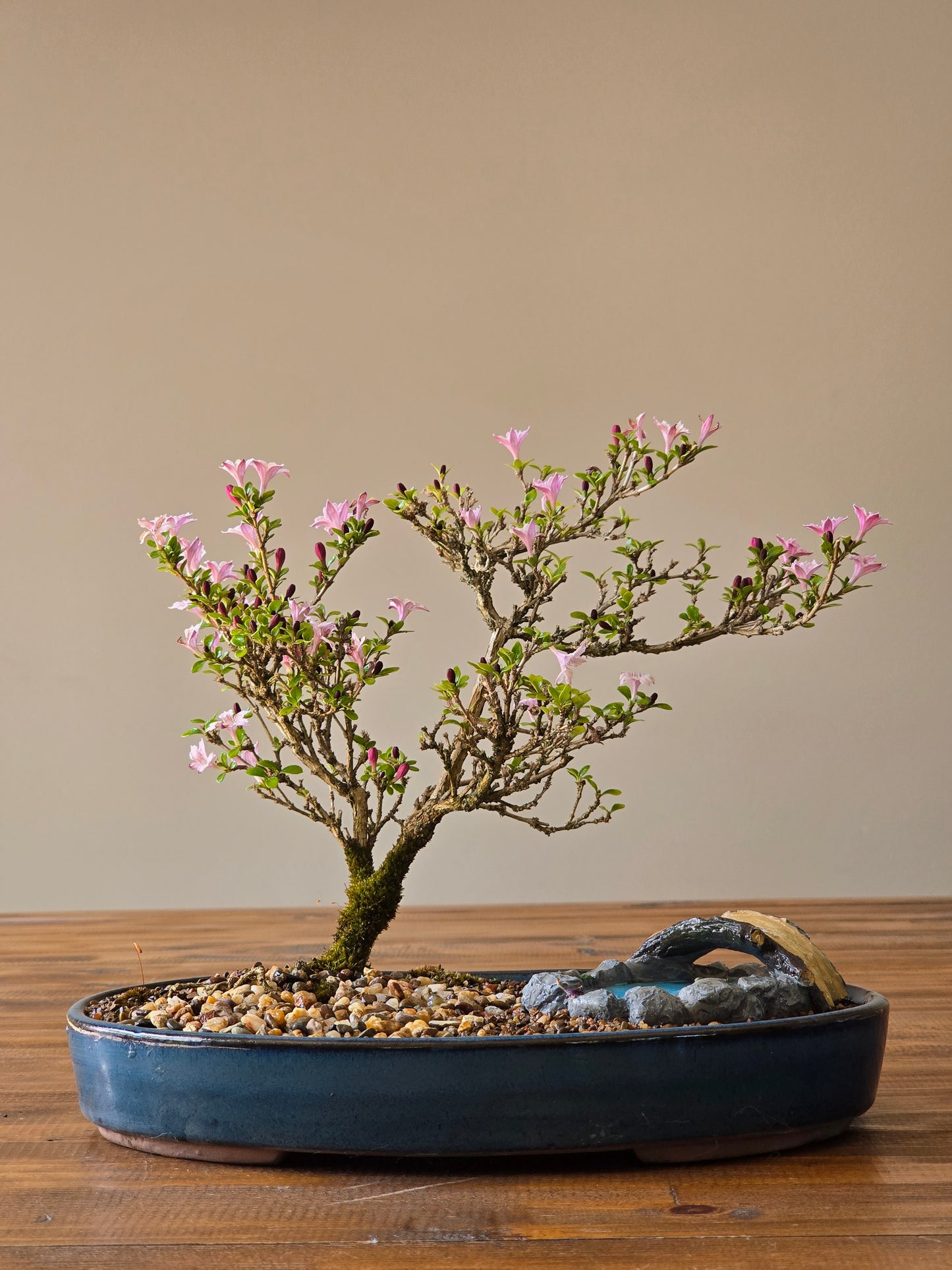 Serissa Bonsai with figurine