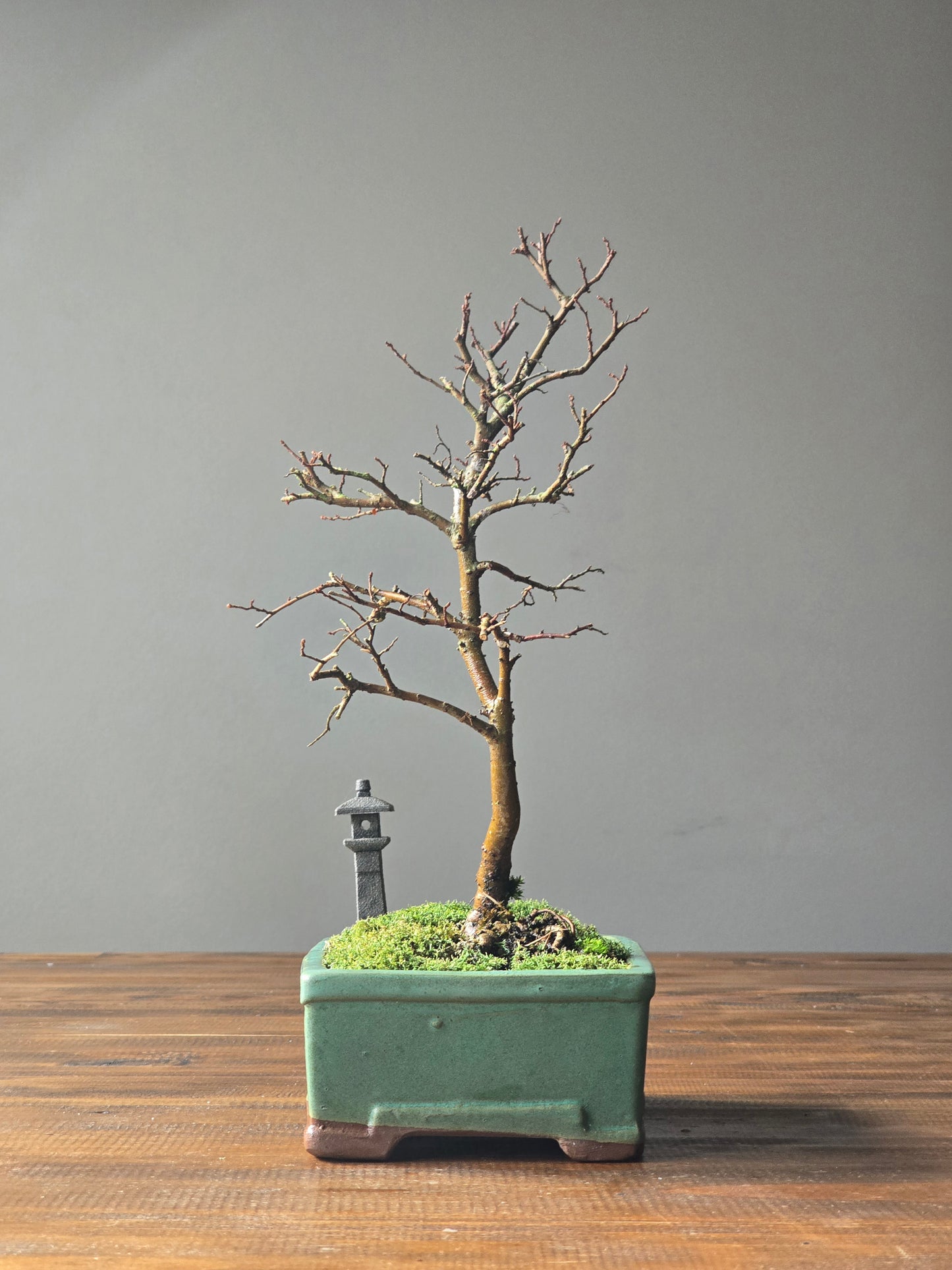 Chinese Elm Bonsai with handmade Japanese Lantern